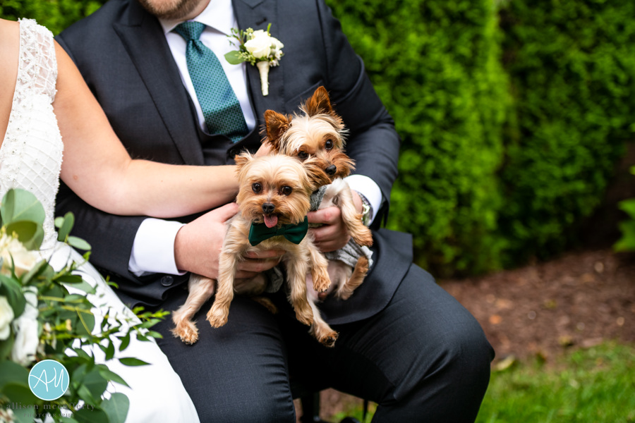 Dogs at Weddings